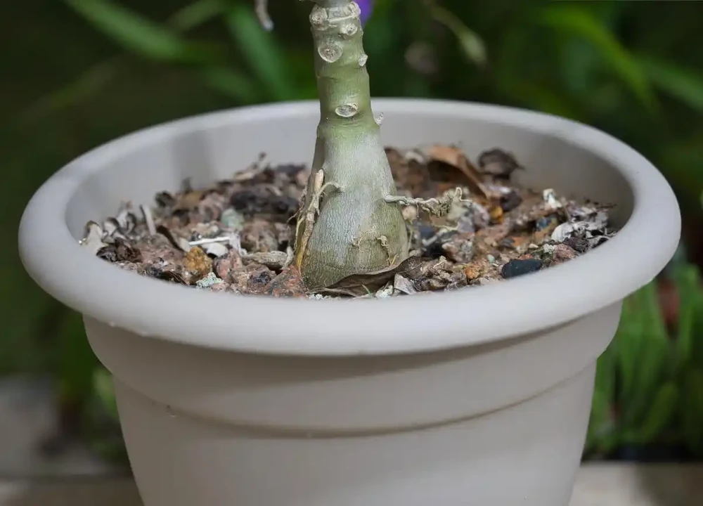 不會插枝植物?學會「5點」小妙招,枝條長根快,成活率高!