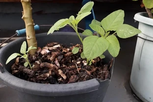 不會插枝植物？學會「5點」小妙招，枝條長根快，成活率高！
