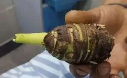 吃一口舌頭爛了!這種高仿「芋頭」,千萬別摘別吃!