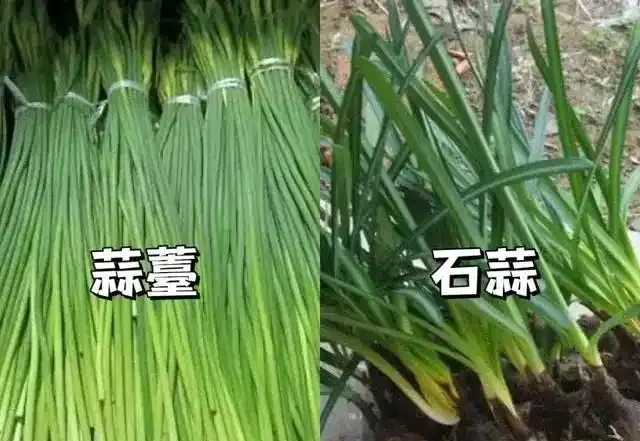 吃一口舌頭爛了!這種高仿「芋頭」,千萬別摘別吃!