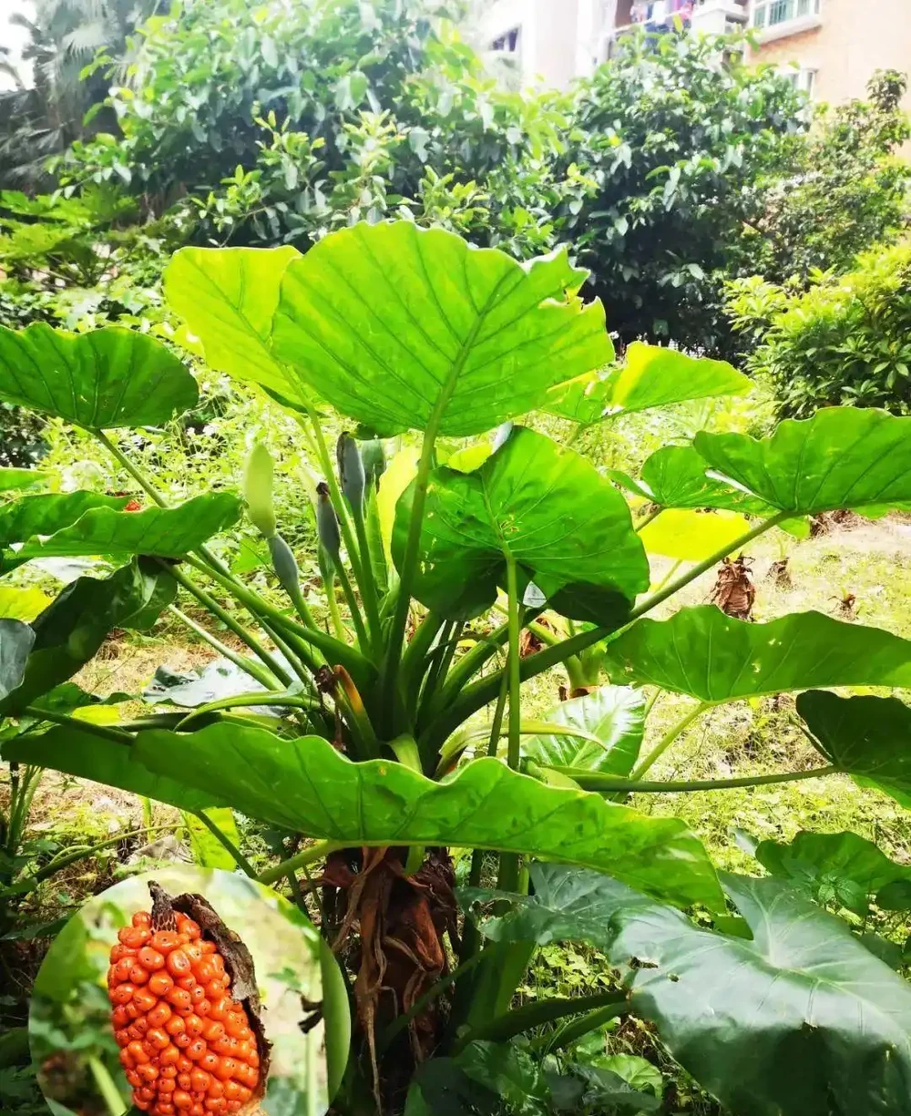 吃一口舌頭爛了!這種高仿「芋頭」,千萬別摘別吃!