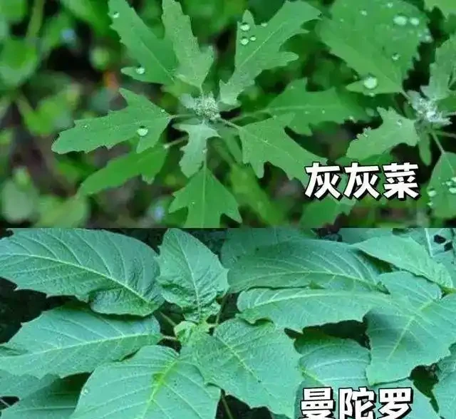 吃一口舌頭爛了!這種高仿「芋頭」,千萬別摘別吃!