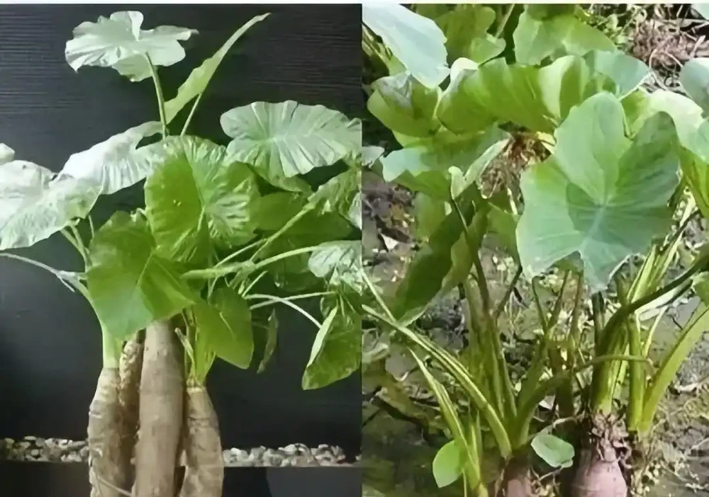 吃一口舌頭爛了!這種高仿「芋頭」,千萬別摘別吃!