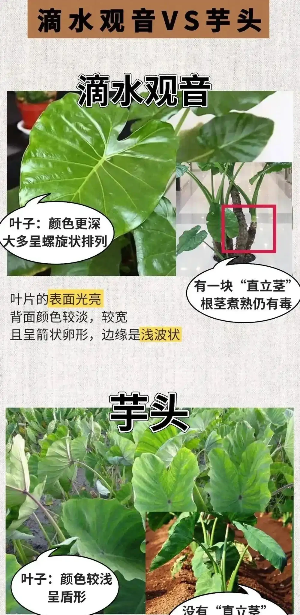 吃一口舌頭爛了!這種高仿「芋頭」,千萬別摘別吃!