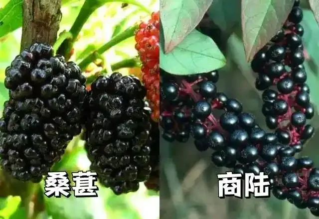 吃一口舌頭爛了!這種高仿「芋頭」,千萬別摘別吃!