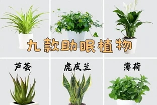 9種「安眠花」，夜間會製氧，再窮也養一盆，越養睡得越「香」