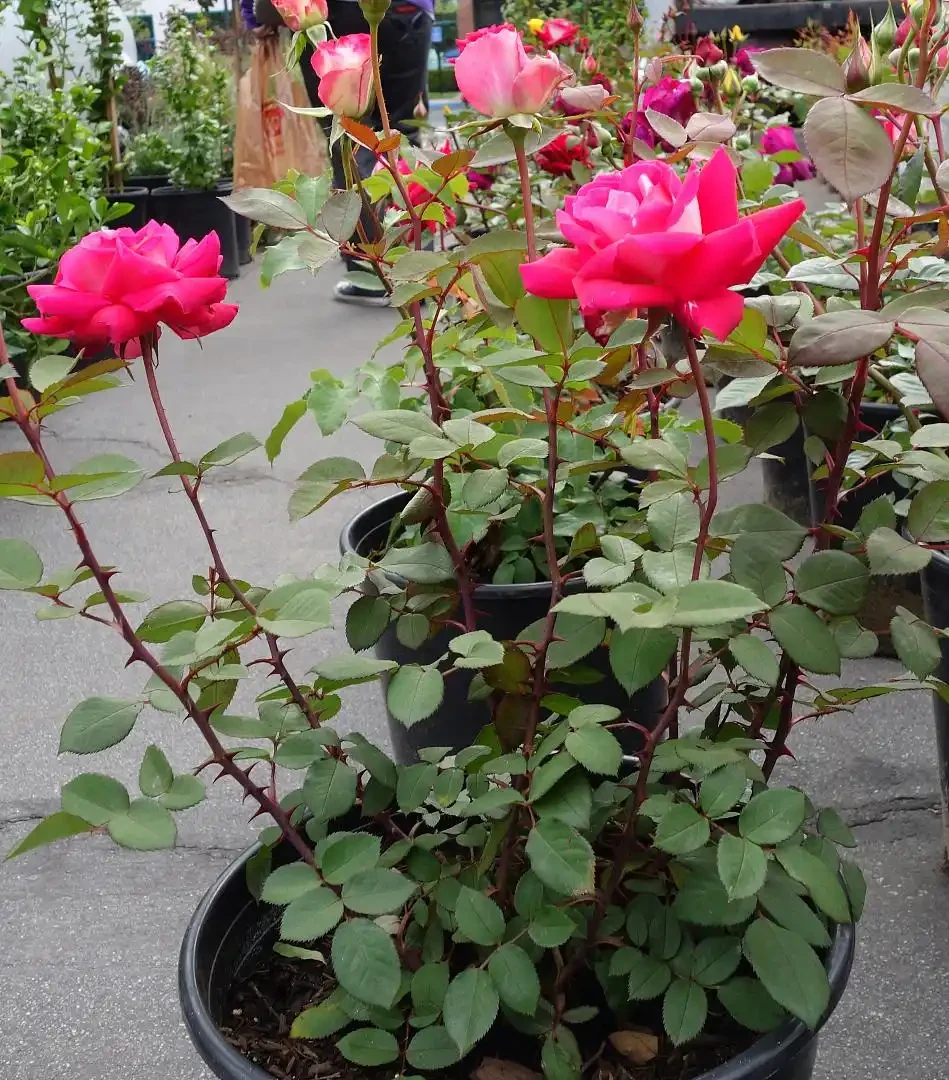 玫瑰花葉子枯萎發黃掉葉，是土壤不合適的問題嗎