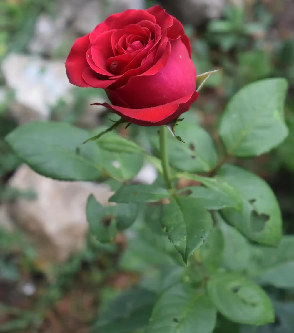 玫瑰花葉子枯萎發黃掉葉，是土壤不合適的問題嗎