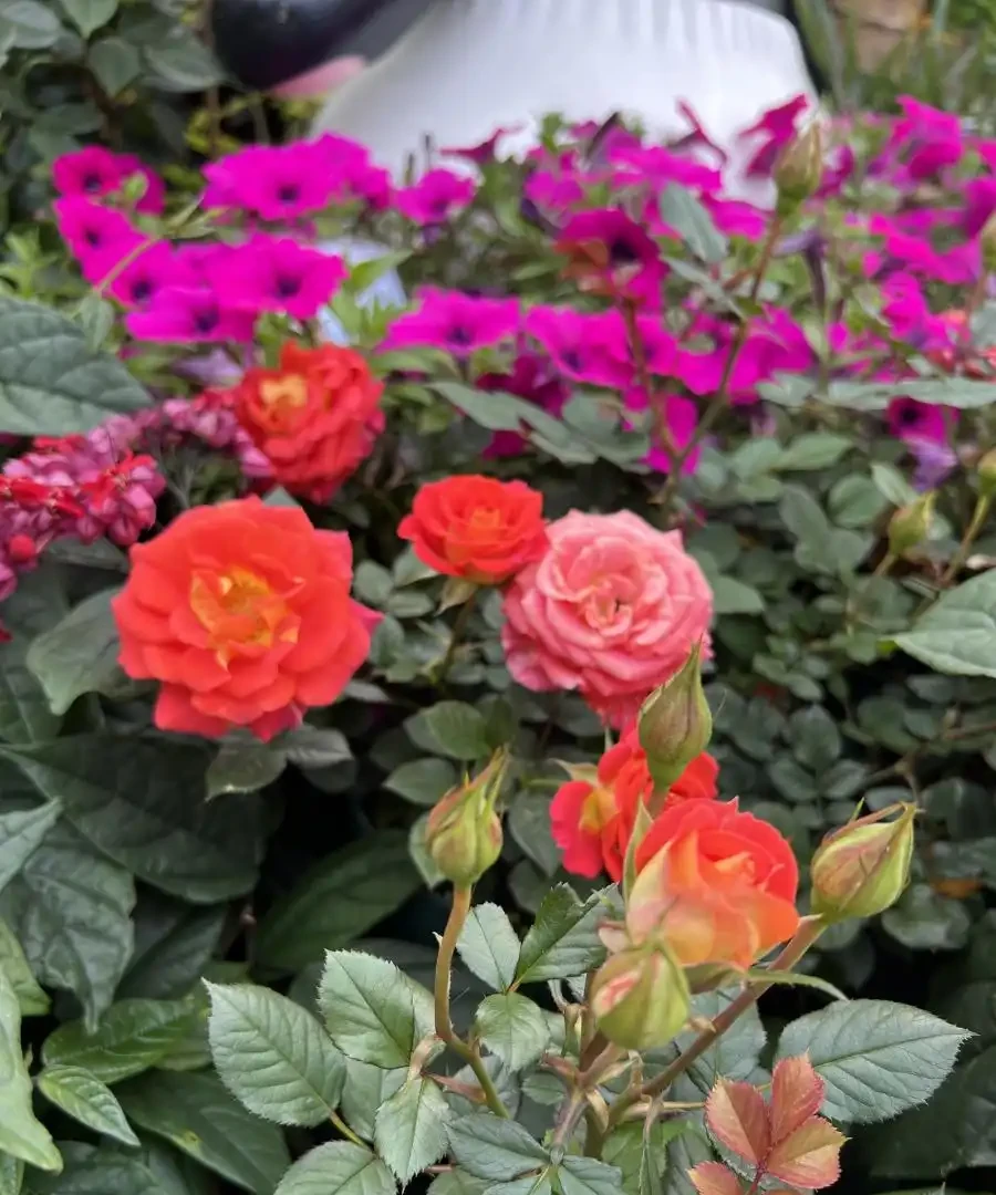 玫瑰花葉子枯萎發黃掉葉，是土壤不合適的問題嗎