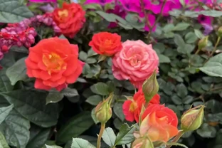 玫瑰花葉子枯萎發黃掉葉，是土壤不合適的問題嗎