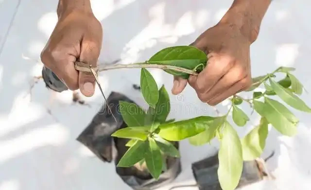 插枝樹苗的方法和技術