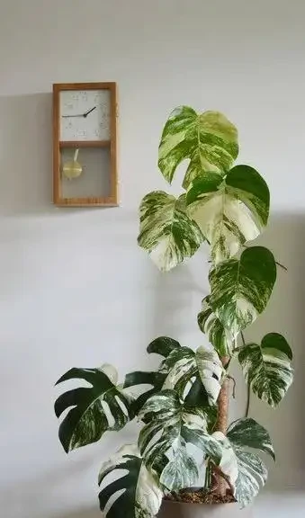 龜背芋不止用來吸毒氣,看看人家的客廳,客人都捨不得走了!