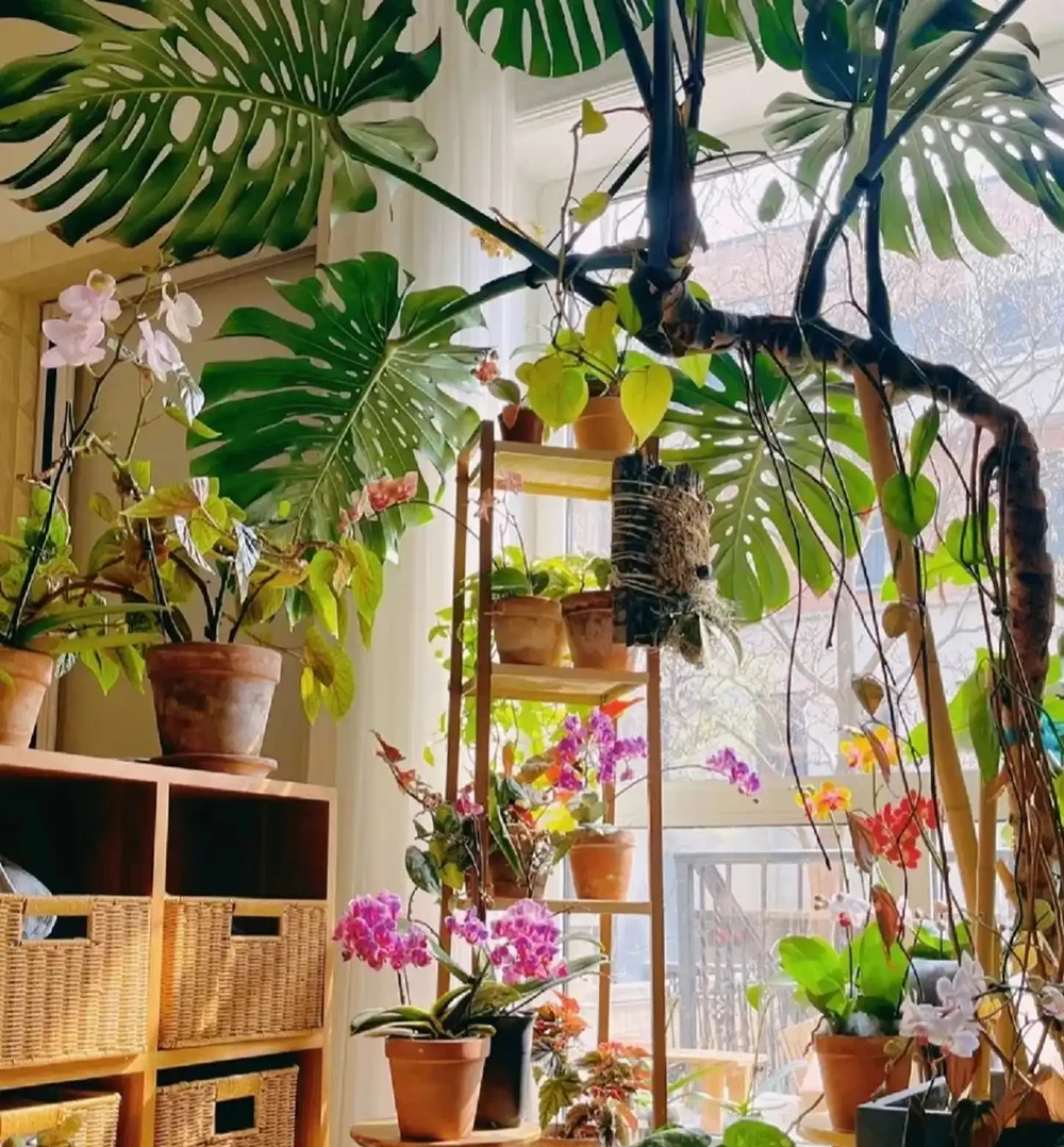 龜背芋不止用來吸毒氣,看看人家的客廳,客人都捨不得走了!