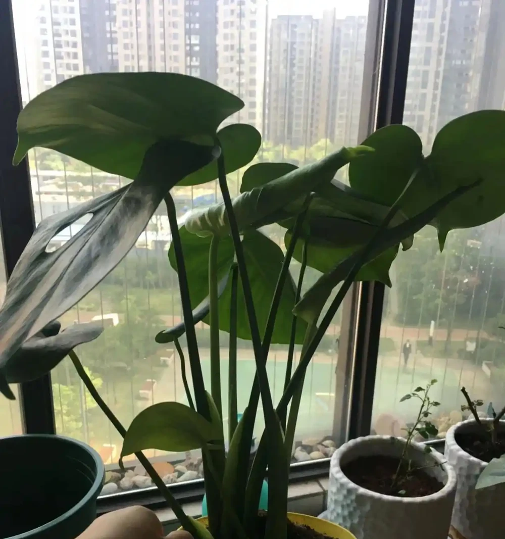 龜背芋不止用來吸毒氣,看看人家的客廳,客人都捨不得走了!