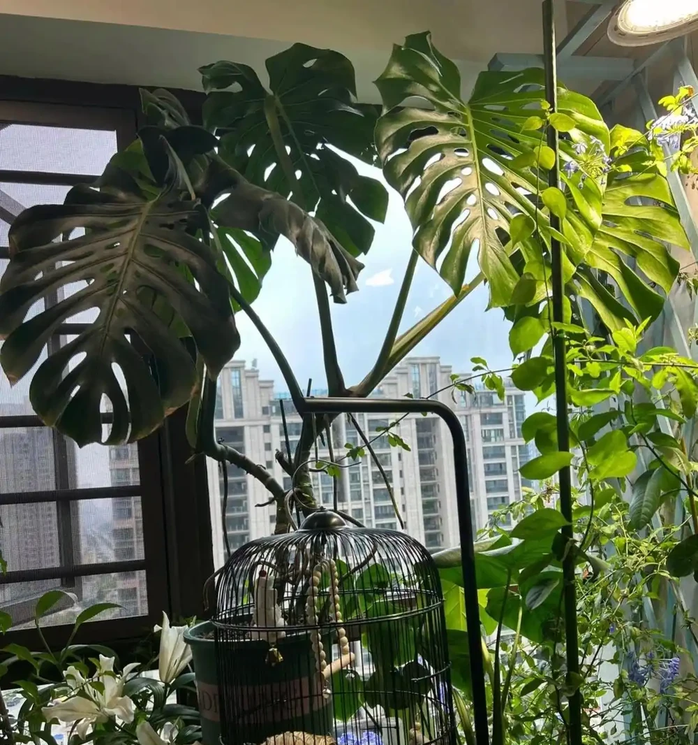 龜背芋不止用來吸毒氣,看看人家的客廳,客人都捨不得走了!