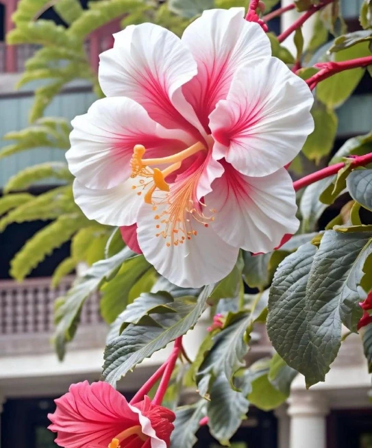 不怕曬的3種花，太陽越曬，開花越旺，花枝爬滿牆，陽臺變花海！