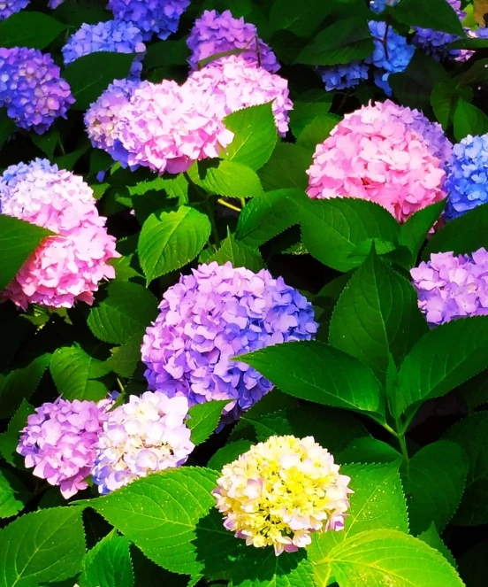 不怕曬的3種花，太陽越曬，開花越旺，花枝爬滿牆，陽臺變花海！