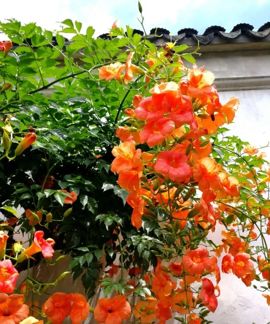 不怕曬的3種花，太陽越曬，開花越旺，花枝爬滿牆，陽臺變花海！