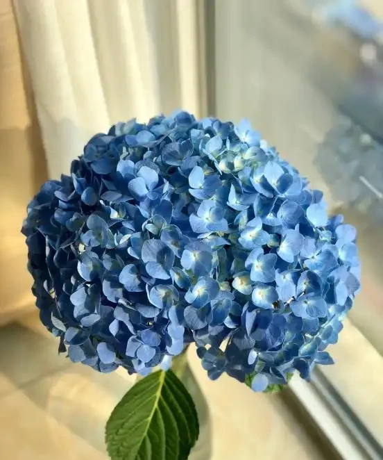 不怕曬的3種花，太陽越曬，開花越旺，花枝爬滿牆，陽臺變花海！