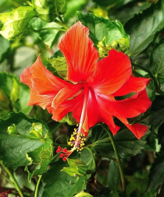 不怕曬的3種花，太陽越曬，開花越旺，花枝爬滿牆，陽臺變花海！