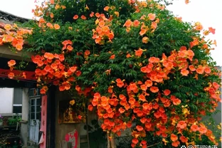 不怕曬的3種花，太陽越曬，開花越旺，花枝爬滿牆，陽臺變花海！