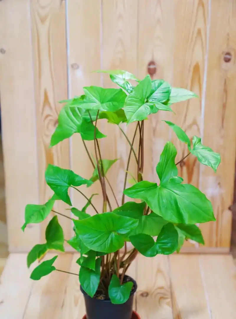 家有幸福樹,澆水有講究:多久澆一次,讓好運常伴左右?
