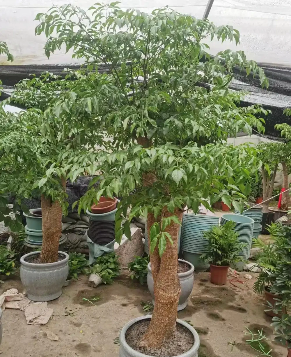 幸福樹
