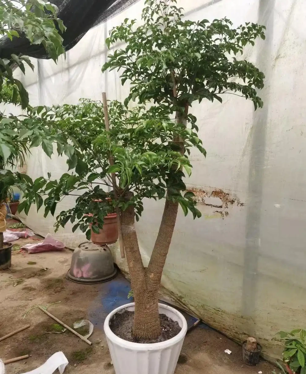 幸福樹