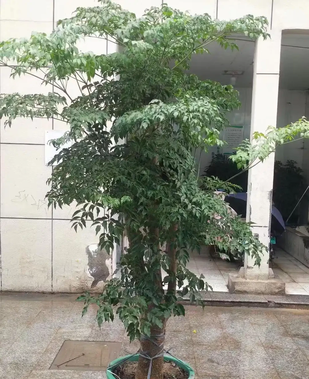 幸福樹