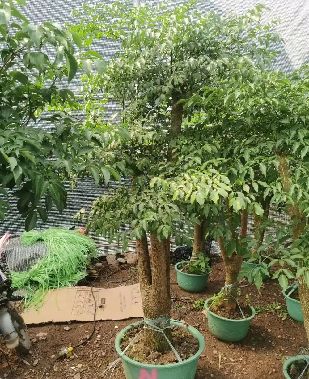 幸福樹