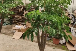 幸福樹用什麼盆種好？