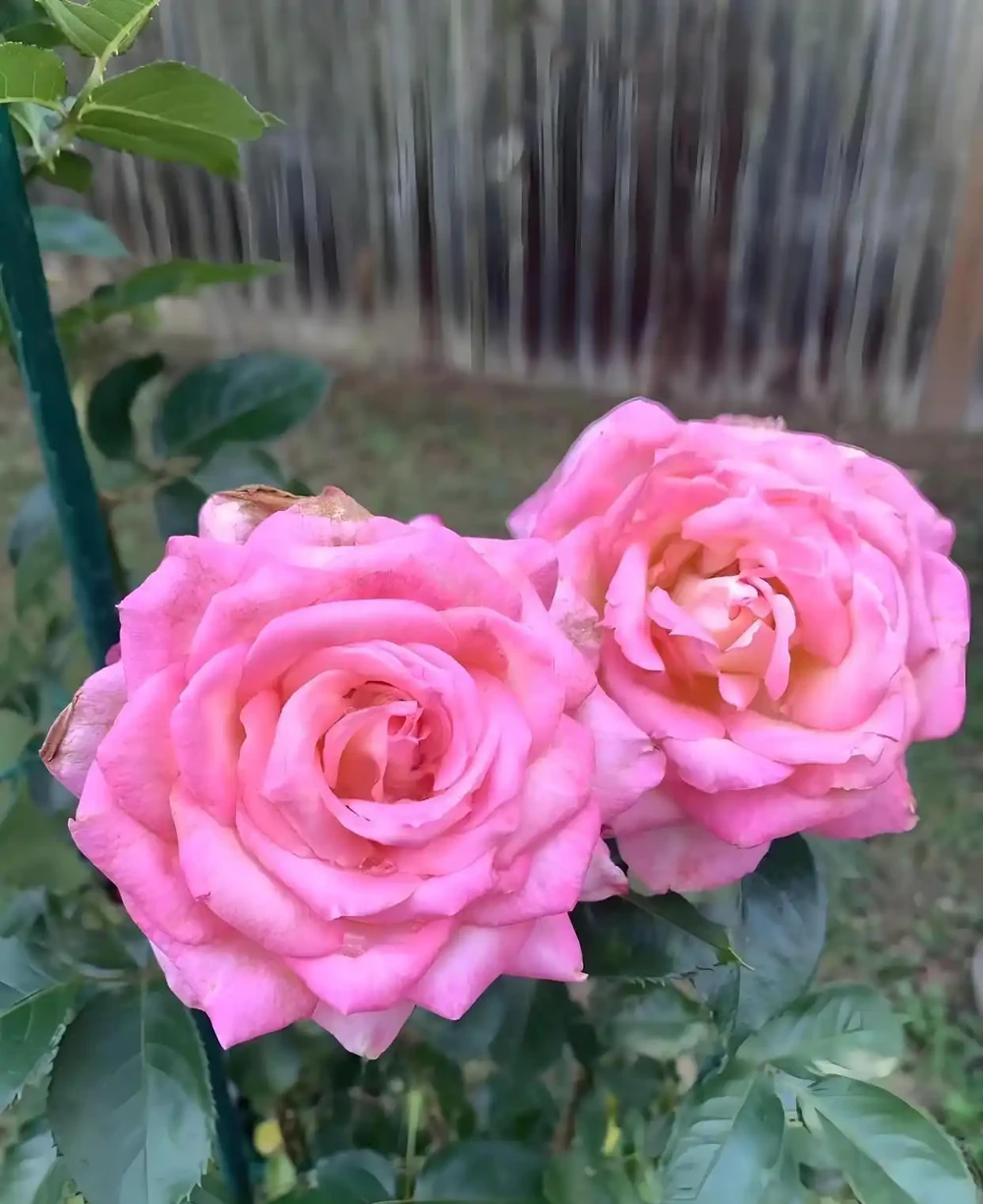 玫瑰花什麼季節開花，顏色有哪些，玫瑰花怎麼養容易開花？