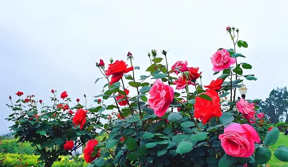 玫瑰花什麼季節開花，顏色有哪些，玫瑰花怎麼養容易開花？