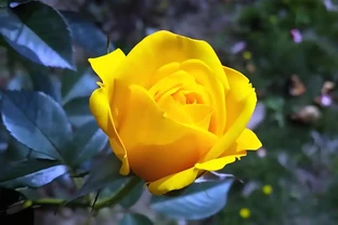 玫瑰花什麼季節開花，顏色有哪些，玫瑰花怎麼養容易開花？