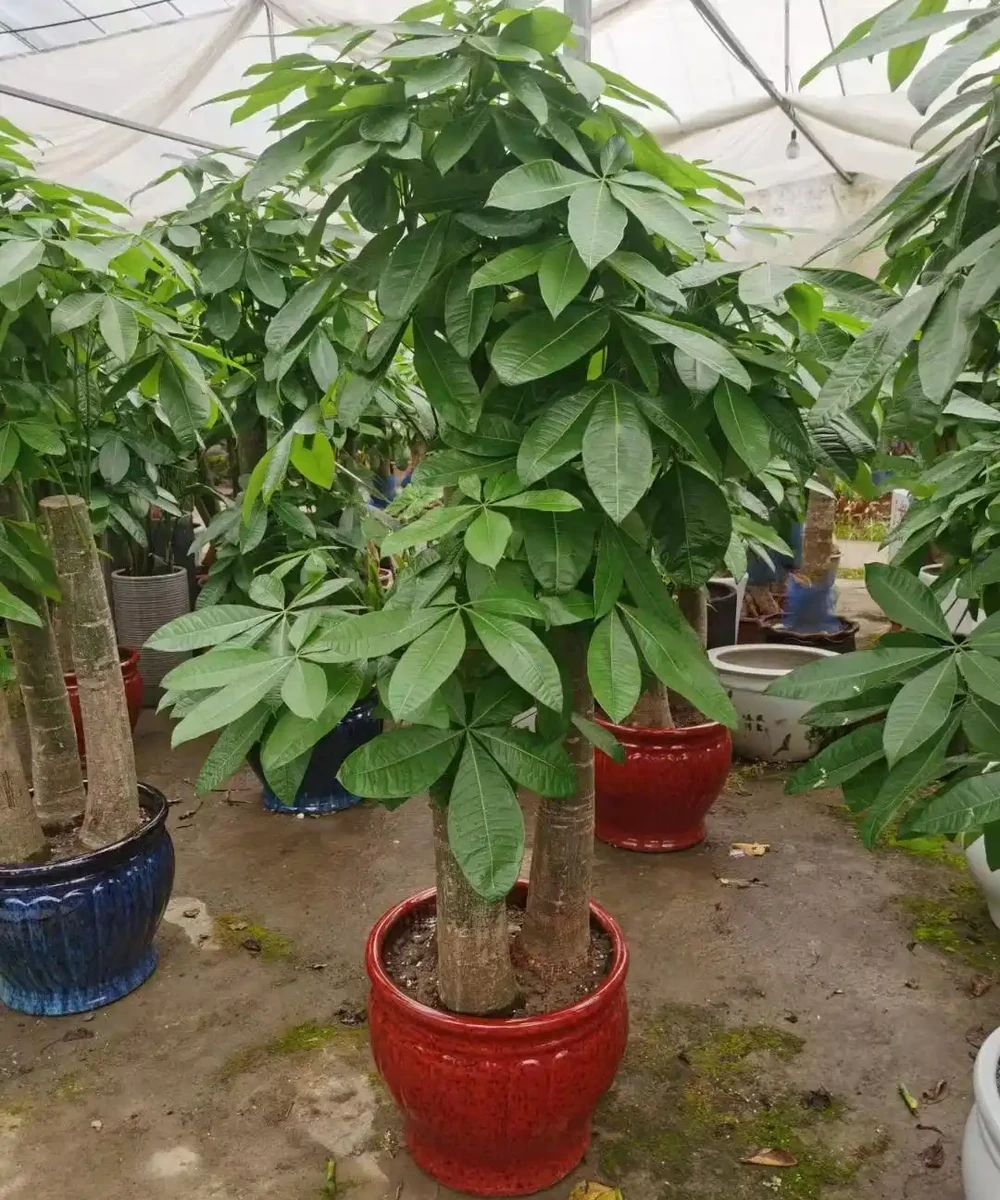 發財樹