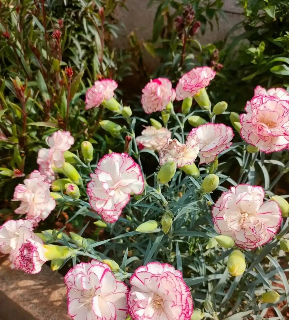 皮實植物