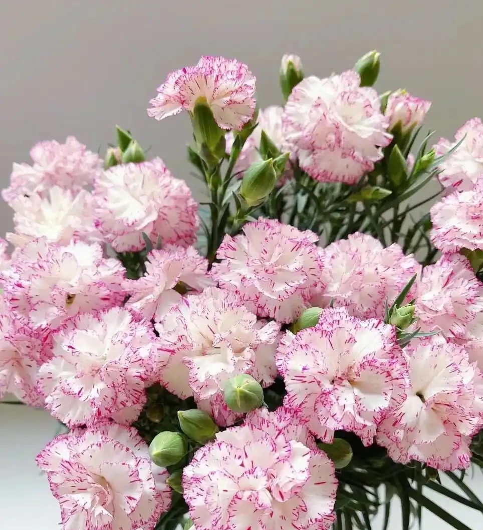 從石竹到母親節之花