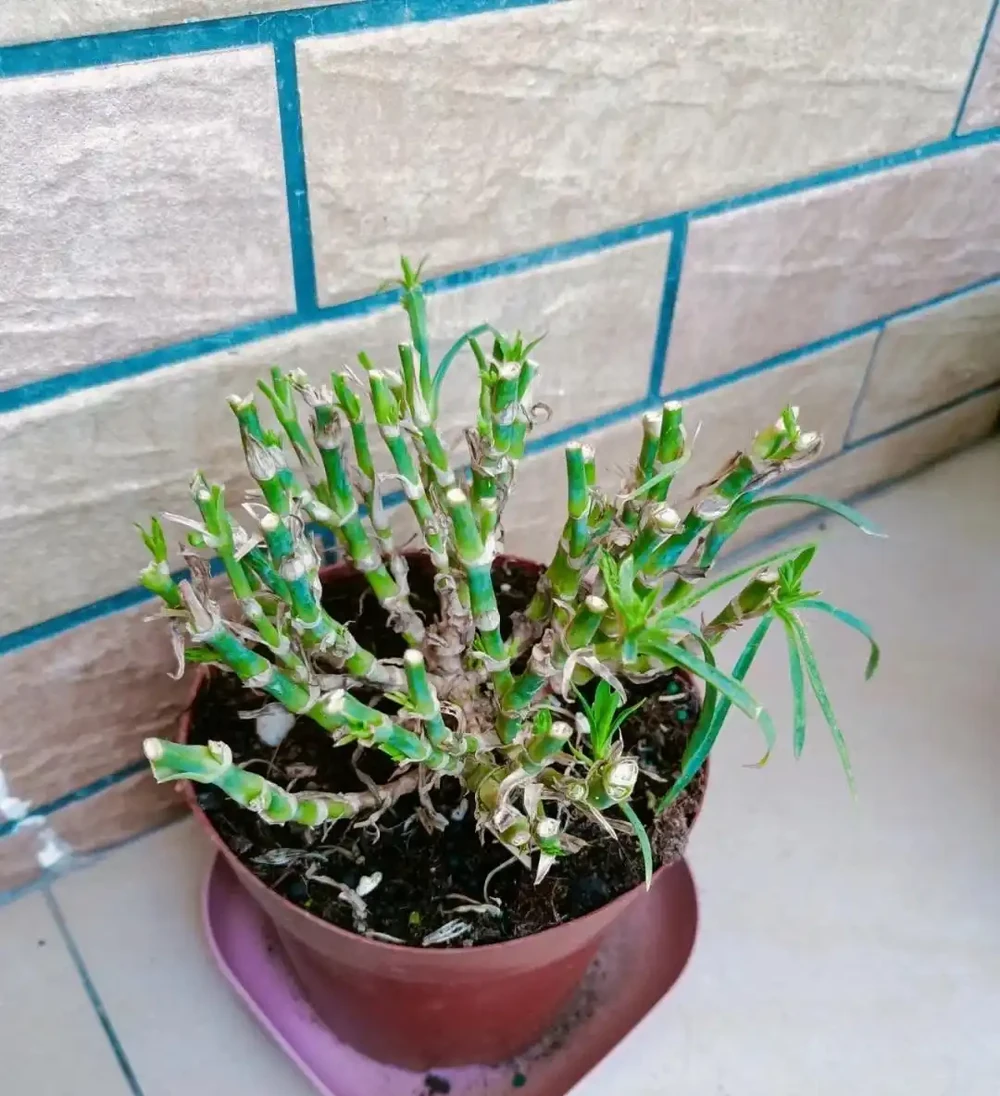 花後整枝