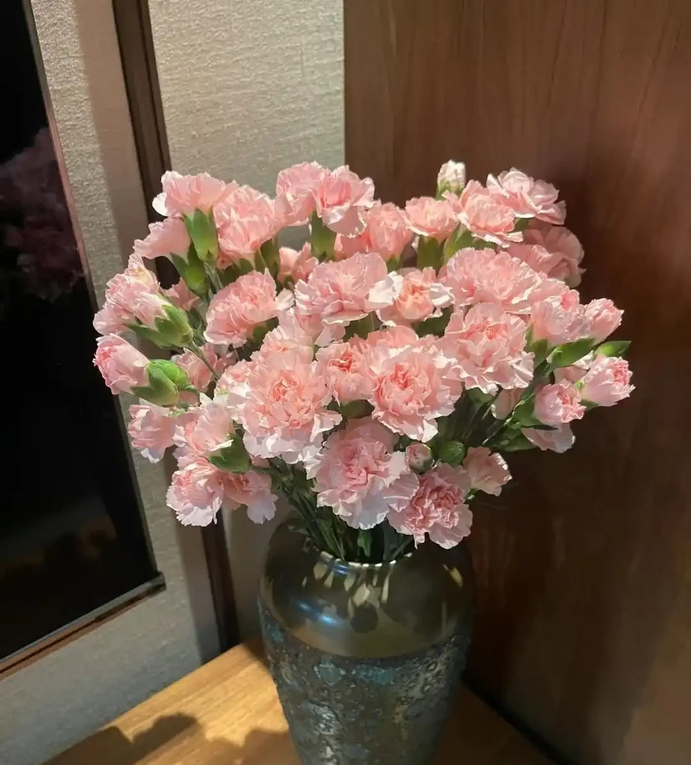 康乃馨
