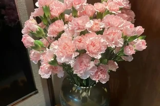 「逆襲」成功的植物，從鄉間的野草，到風靡全球的「母親節之花」