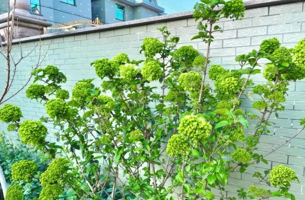 十大「富貴樹」,庭院種一棵,美觀大氣,吉利旺宅