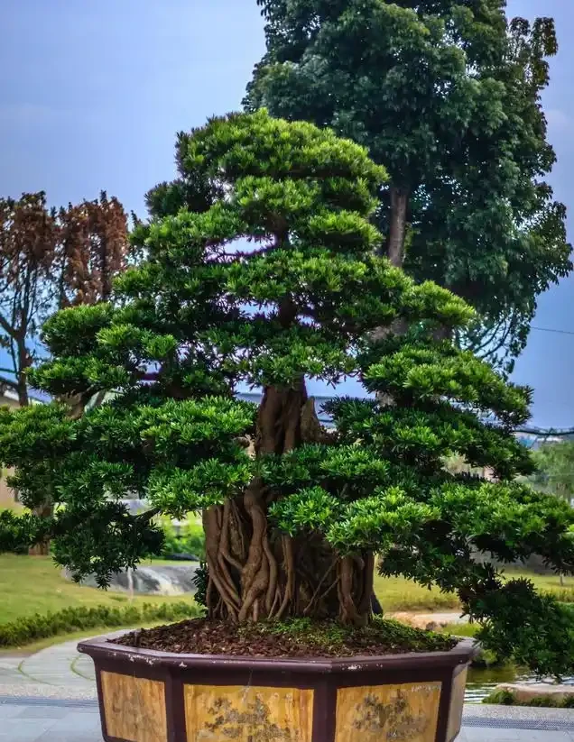 十大「富貴樹」,庭院種一棵,美觀大氣,吉利旺宅