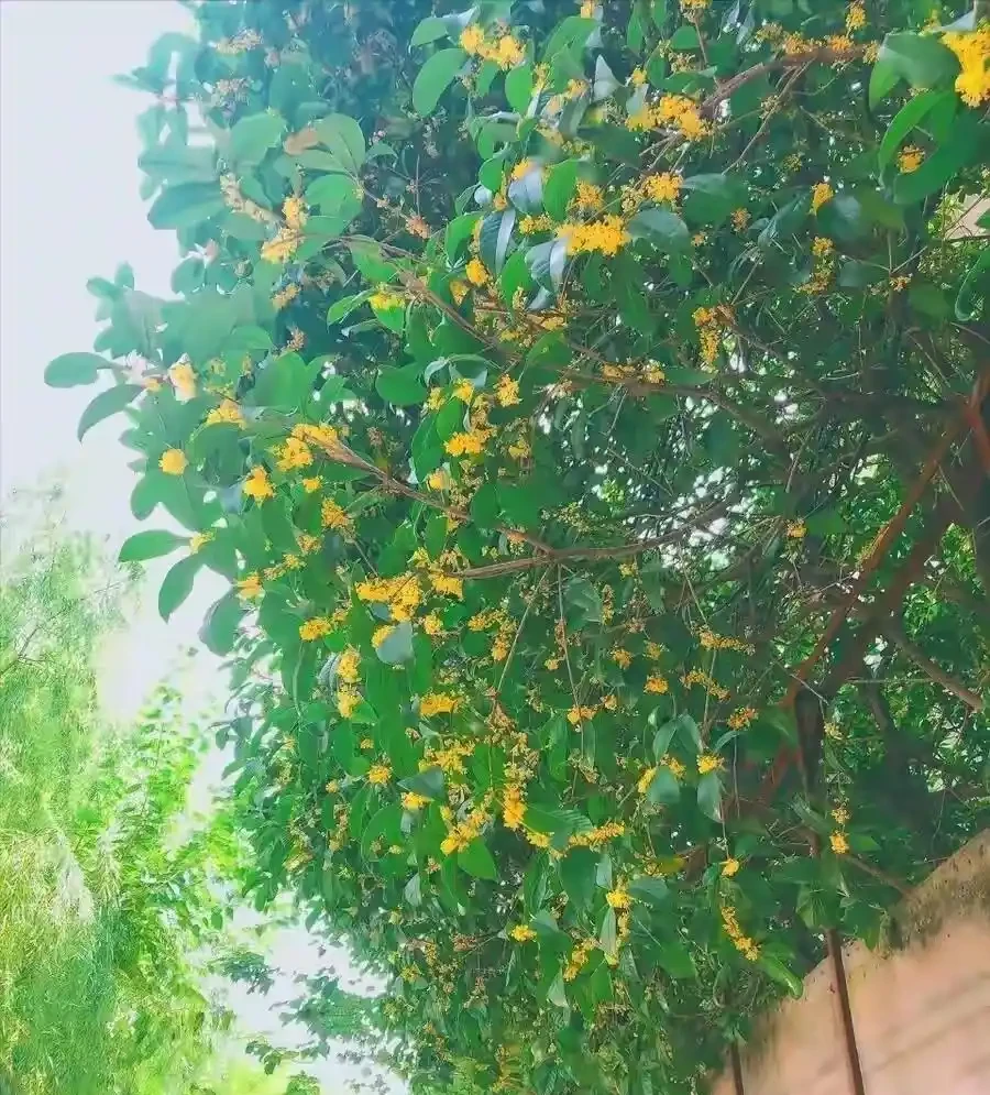 十大「富貴樹」,庭院種一棵,美觀大氣,吉利旺宅