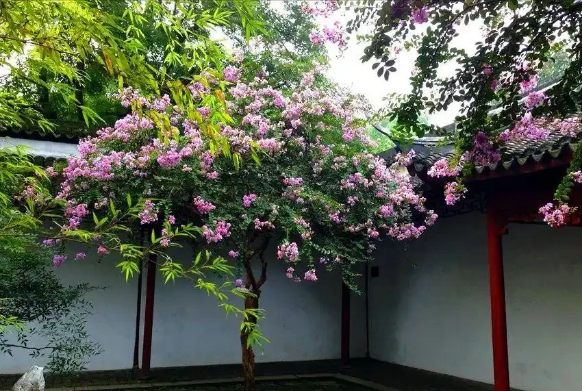 十大「富貴樹」,庭院種一棵,美觀大氣,吉利旺宅