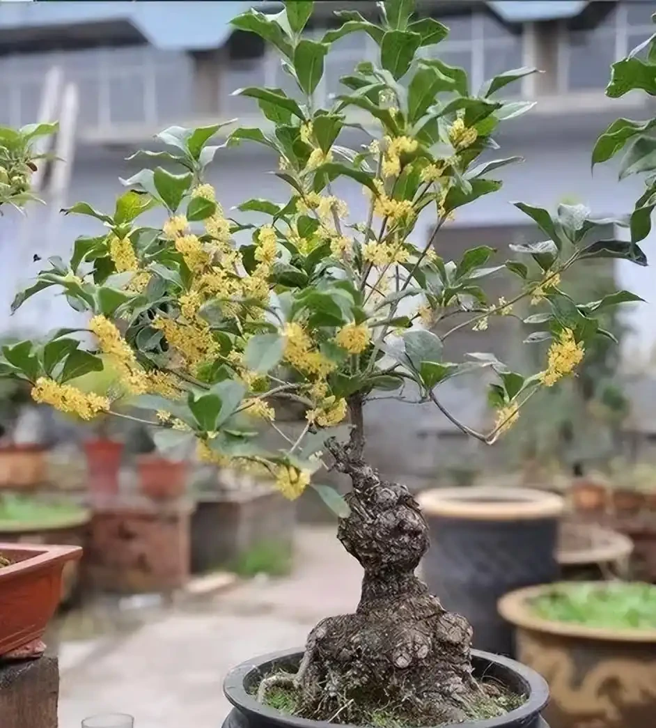十大「富貴樹」,庭院種一棵,美觀大氣,吉利旺宅