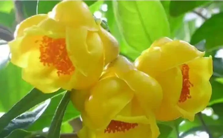十大「富貴樹」,庭院種一棵,美觀大氣,吉利旺宅