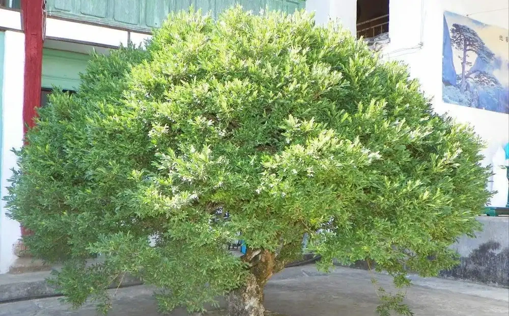 十大「富貴樹」,庭院種一棵,美觀大氣,吉利旺宅