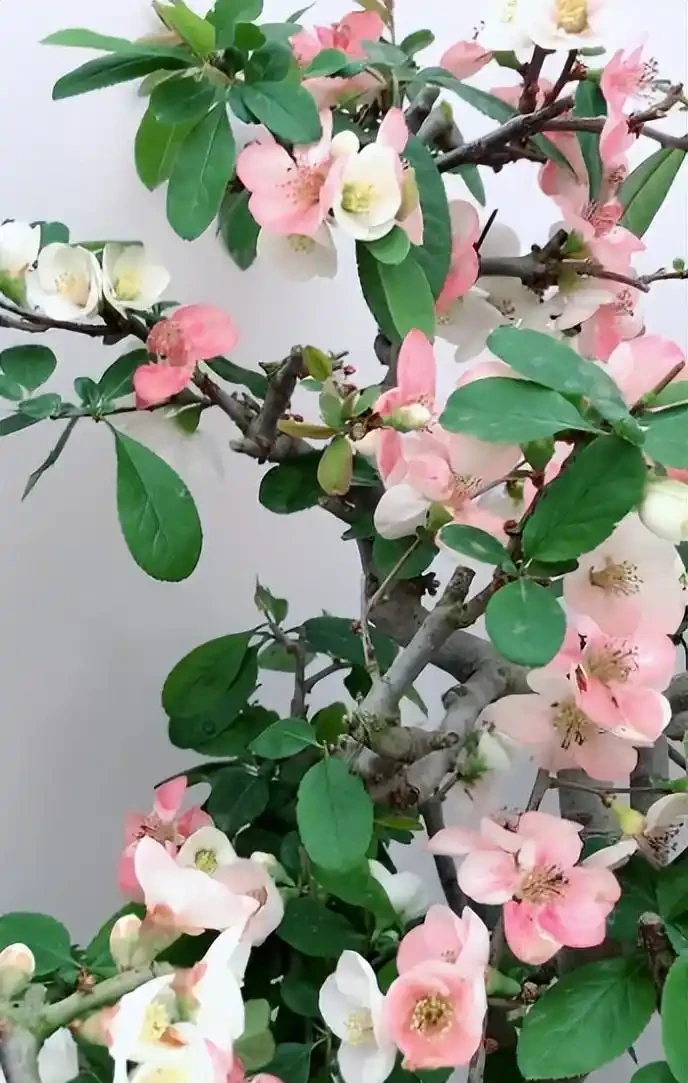十大「富貴樹」,庭院種一棵,美觀大氣,吉利旺宅