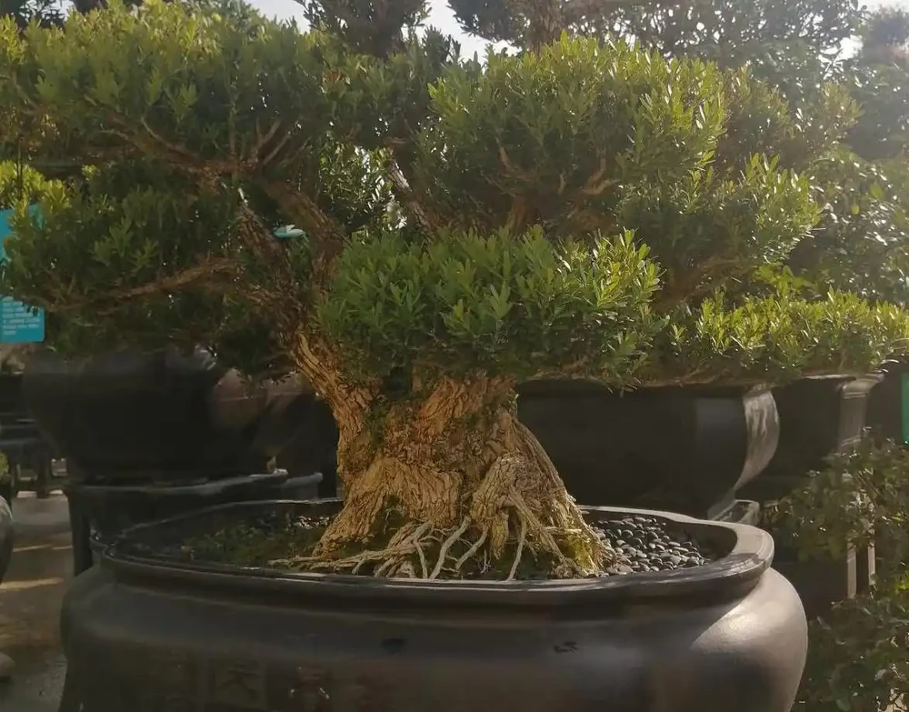 十大「富貴樹」,庭院種一棵,美觀大氣,吉利旺宅