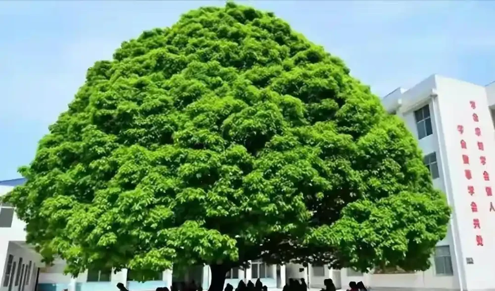 十大「富貴樹」,庭院種一棵,美觀大氣,吉利旺宅